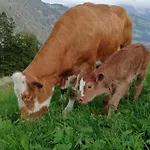 Agroturismo Hahnenkammblick