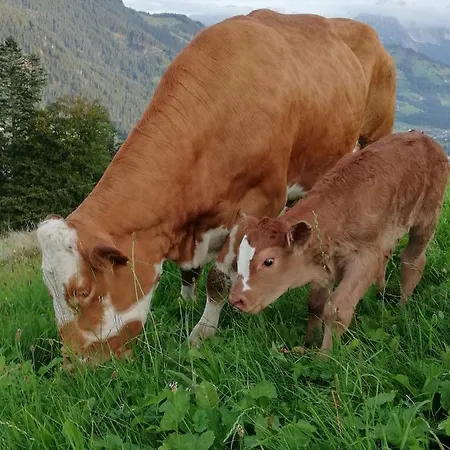 Bauernhof Hahnenkammblick